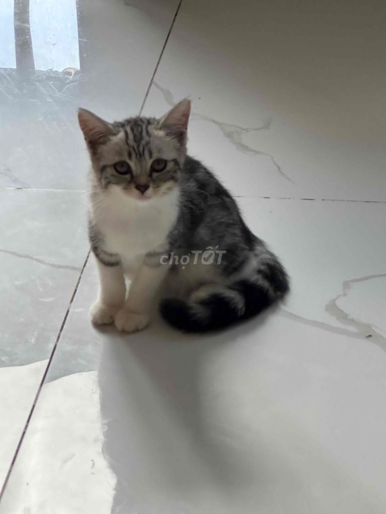 Mèo Tabby 3 tháng Trắng xám đen. Mua bán Mèo tại Quận Gò Vấp Tp Hồ Chí Minh được đăng bởi nguyễn ngọc gia bảo hình 1