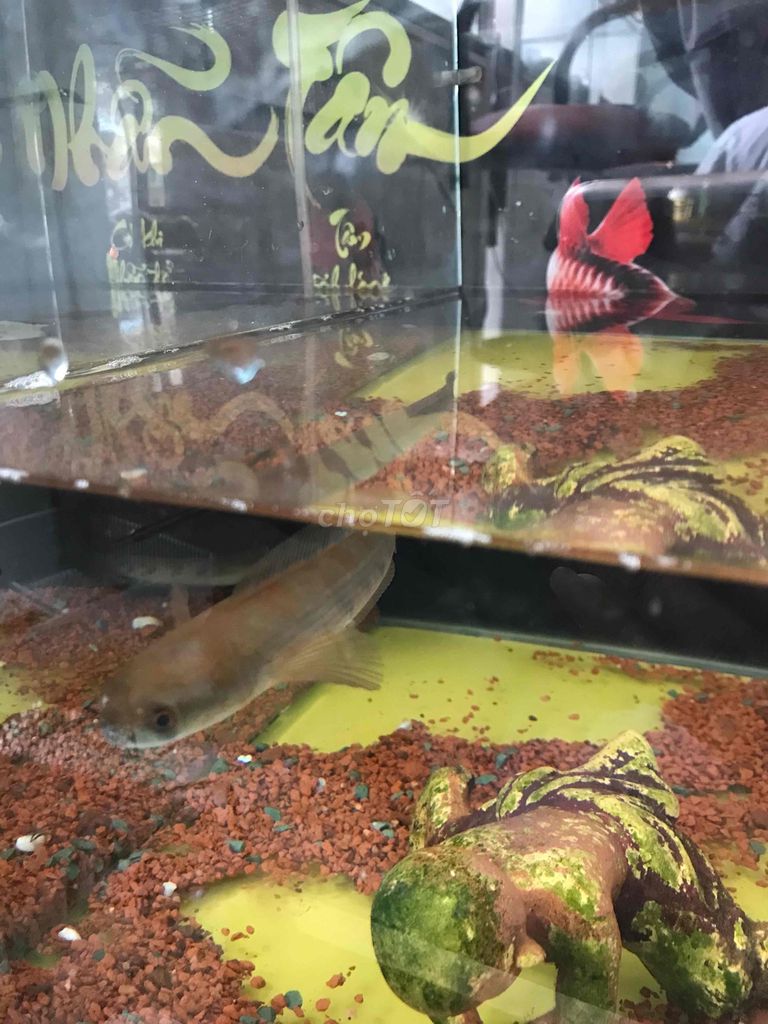 cá lóc vẩy rồng vàng jambi size 15
