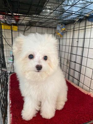 Bichon đực mắt to như mắt biếc.