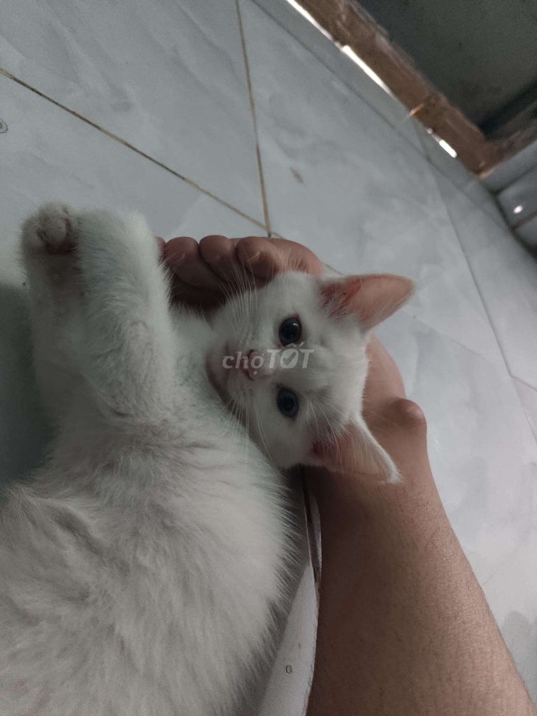 Mèo Anh lông ngắn Trắng. Mua bán Mèo tại Huyện Vĩnh Cửu Đồng Nai được đăng bởi Trọng hình 1