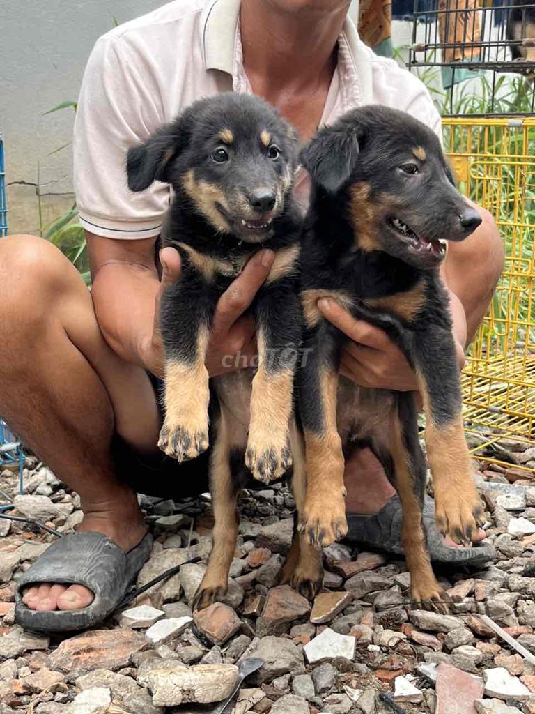 chó becgie lai to con dử nhà