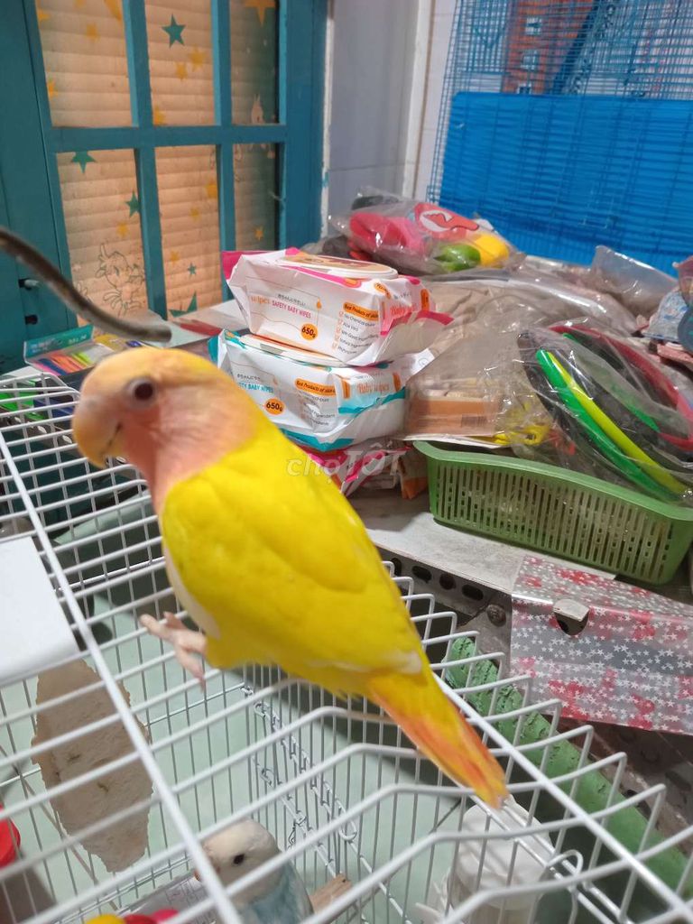 Vẹt Lovebird cái 5 tháng. Mua bán Chim tại Quận Bình Thạnh Tp Hồ Chí Minh được đăng bởi luan Nguyen  hình 1