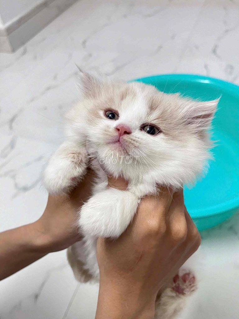 Mèo Anh lông dài 1.5 tháng tuổi. Mua bán Mèo tại Quận 5 Tp Hồ Chí Minh được đăng bởi Trần Quang Minh hình 1