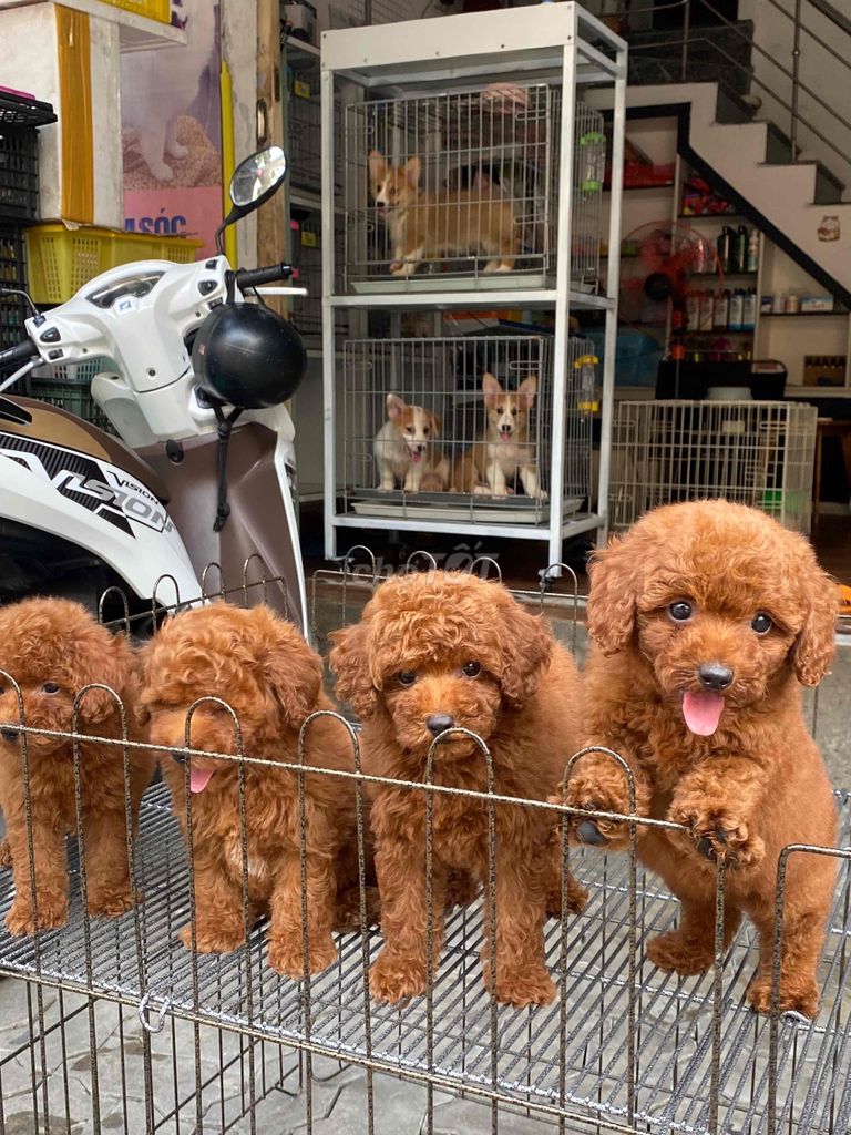 chó poodle nâu đò thuần chủng