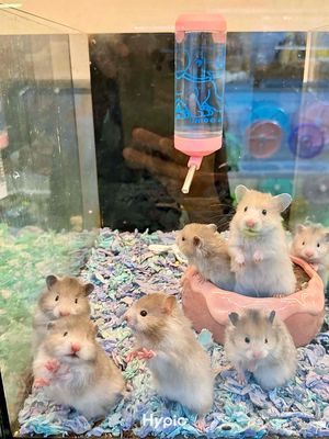 Hamster Tạng To Thuần Trung Baby. Mua bán Thú cưng khác tại Quận 8 Tp Hồ Chí Minh được đăng bởi Nguyễn Phương Trinh