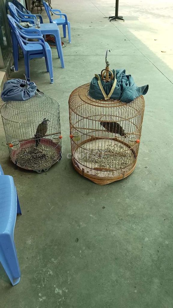 Chim cu gáy Nâu Khỏe mạnh. Mua bán Chim tại Huyện Mỏ Cày Bắc Bến Tre được đăng bởi Lộc Võ hình 1