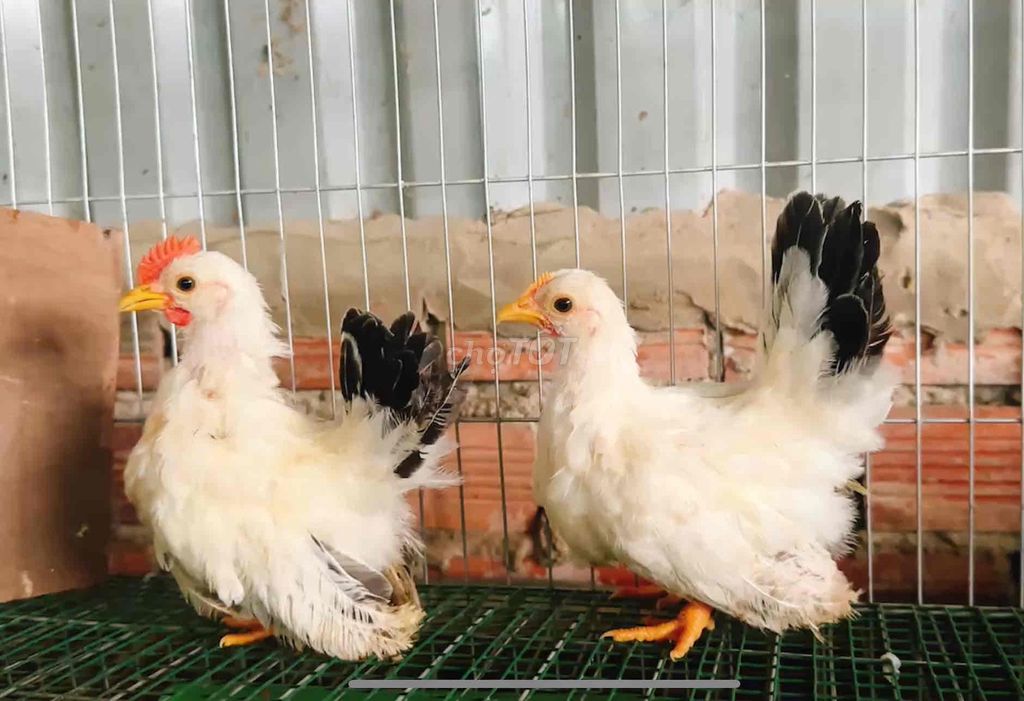 Combo 4em vảy cá và tre thái đẹp. Mua bán Gà tại Thành phố Thủ Đức Tp Hồ Chí Minh được đăng bởi Trại Gà Kiểng Hà Thuận hình 1