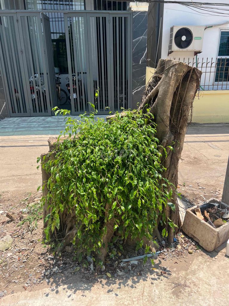 Cây sanh cổ dáng đẹp. Mua bán Cây cảnh, đồ trang trí tại Quận Bắc Từ Liêm Hà Nội được đăng bởi Chu Lam hình 1