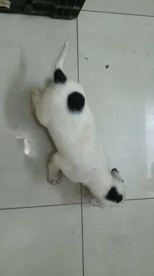 Chó phong thủy Bạch Cẩu Hoàng đầu thân bối nguyệt