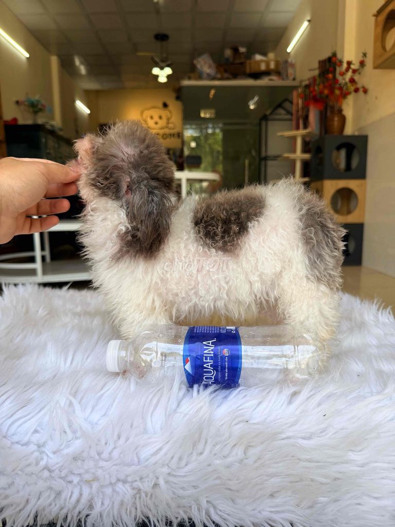 Chó Poodle Bò xám 7 tháng 2kg. Mua bán Chó tại Quận Cẩm Lệ Đà Nẵng được đăng bởi Nguyễn Hữu Anh Vũ hình 1