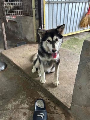 Chó Husky Đen trắng