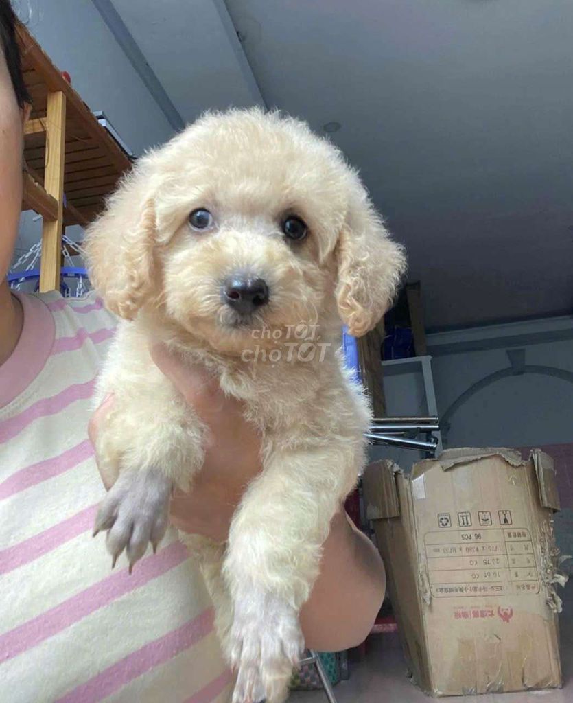 Chó Poodle Vàng kem. Mua bán Chó tại Huyện Bình Chánh Tp Hồ Chí Minh được đăng bởi Nguyển Văn Cẩn hình 1