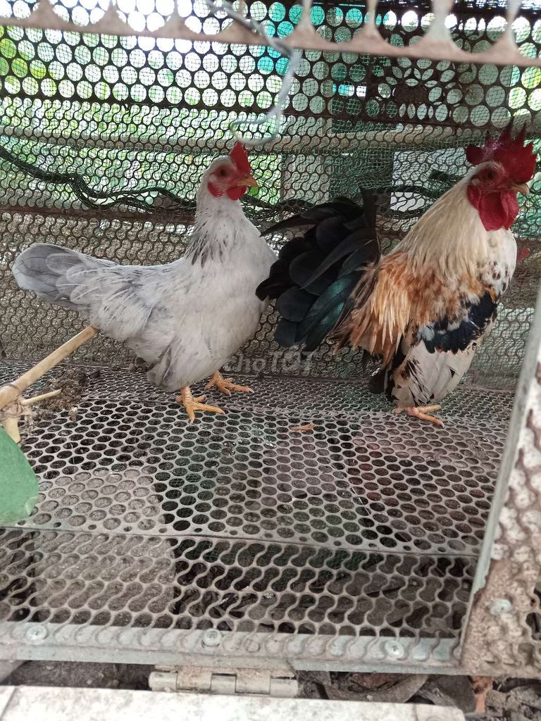 Gà tre Serama nhiều màu. Mua bán Gà tại Thành phố Biên Hòa Đồng Nai được đăng bởi Nguyễn Đức Huyền hình 1
