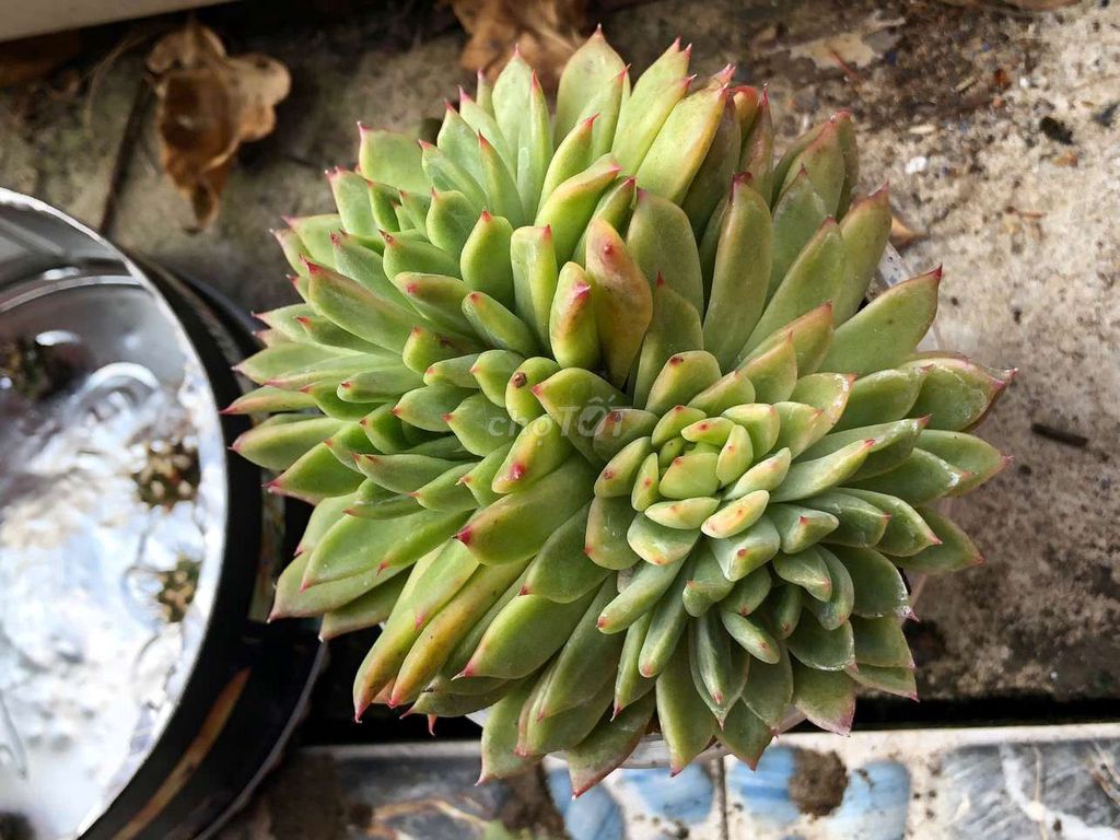 Sen đá Xanh lá, đỏ. Mua bán Cây cảnh, đồ trang trí tại Huyện Cầu Ngang Trà Vinh được đăng bởi Nguyễn Trần Hoài Phong  hình 1