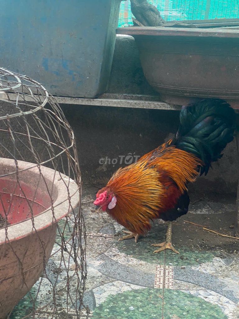 Gà tre đực Đỏ, vàng, đen. Mua bán Gà tại Quận Gò Vấp Tp Hồ Chí Minh được đăng bởi anh Hiền hình 1