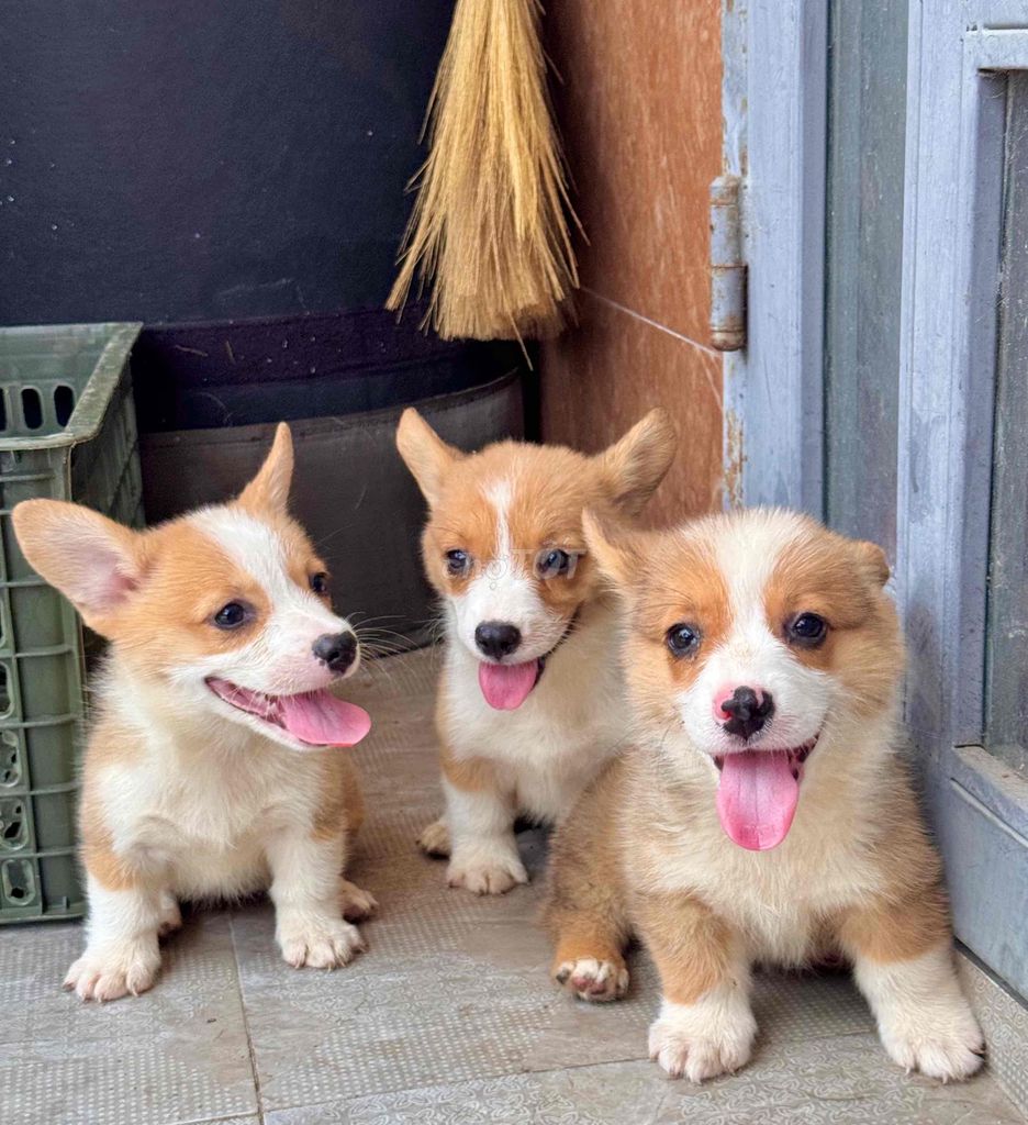 corgi mông bự đẹp. Mua bán Chó tại Quận Cẩm Lệ Đà Nẵng được đăng bởi Anh Pet Shop hình 3