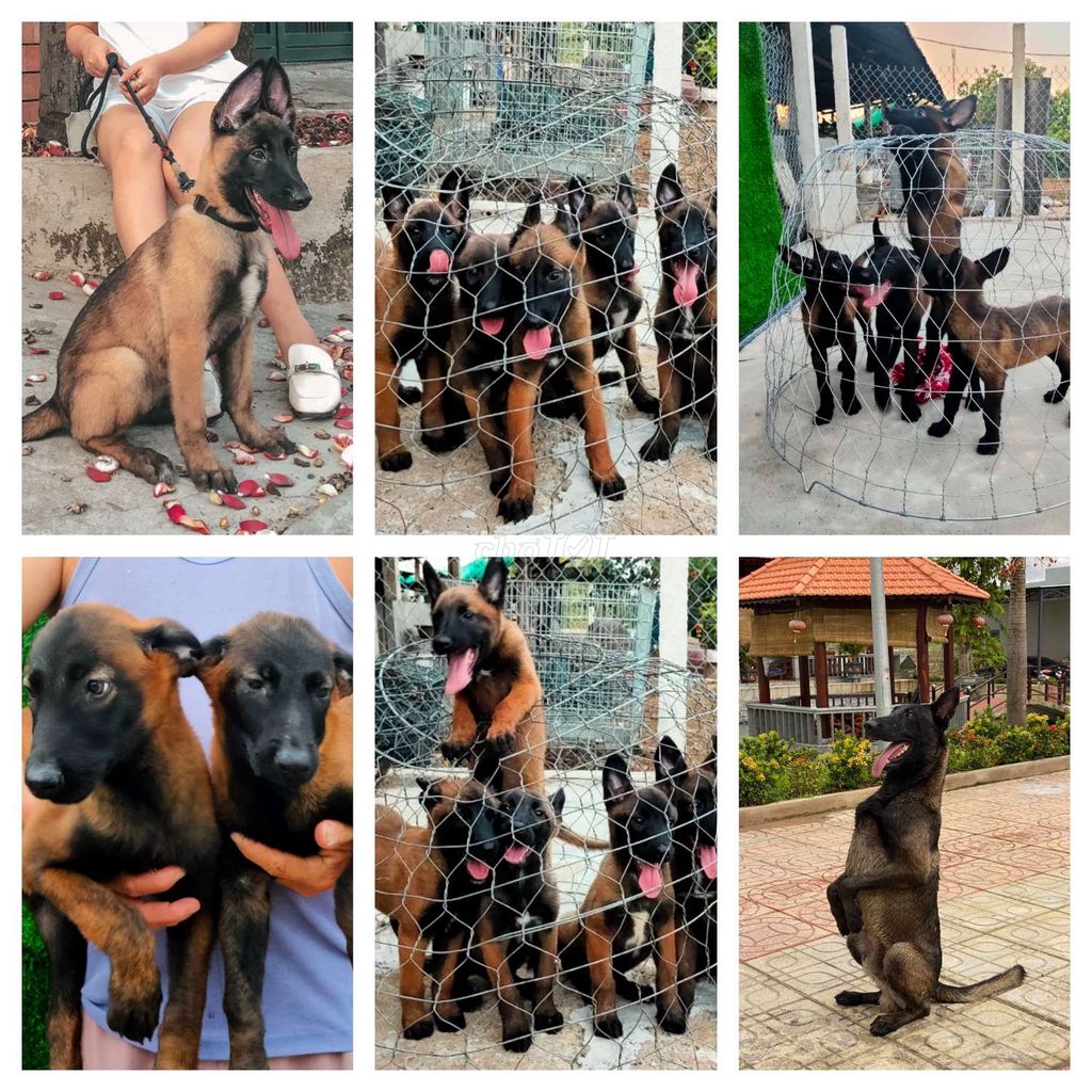 Chó Becgie Bỉ Malinois thuần chủng giá rẻ