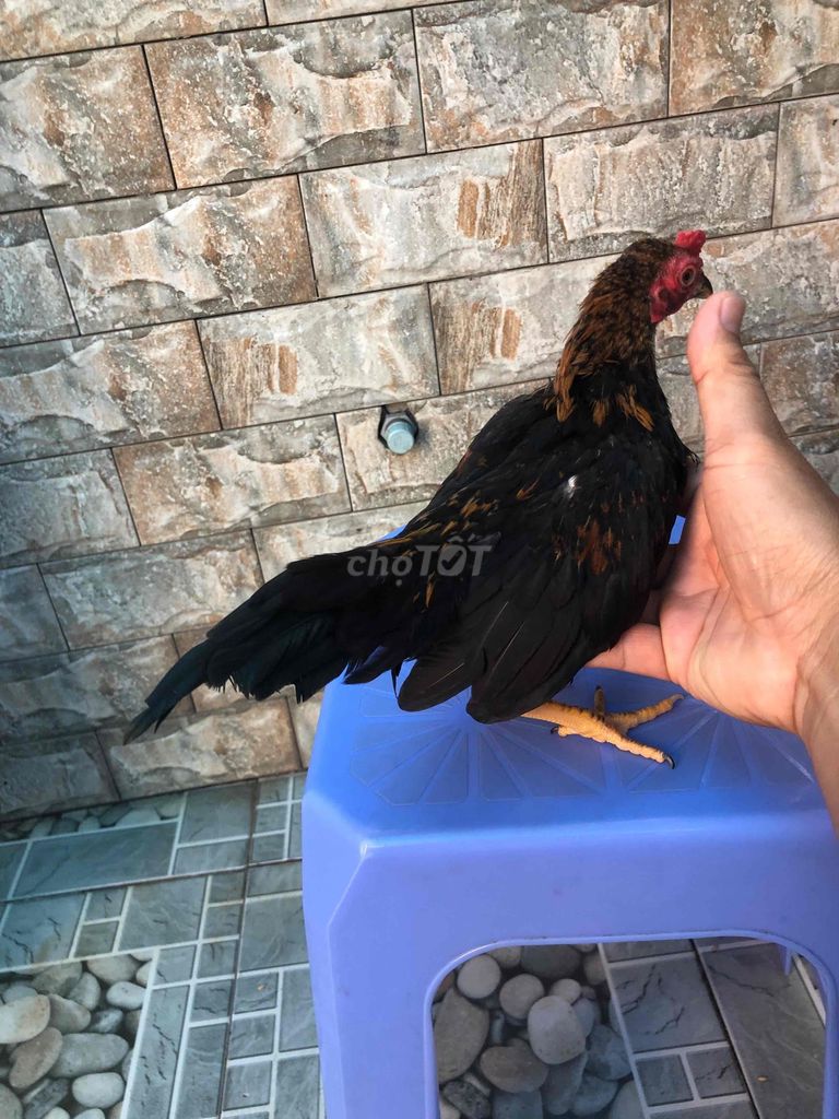 Gà ta con non. Mua bán Gà tại Huyện Nhà Bè Tp Hồ Chí Minh được đăng bởi LÊ VĂN GIÀU hình 1