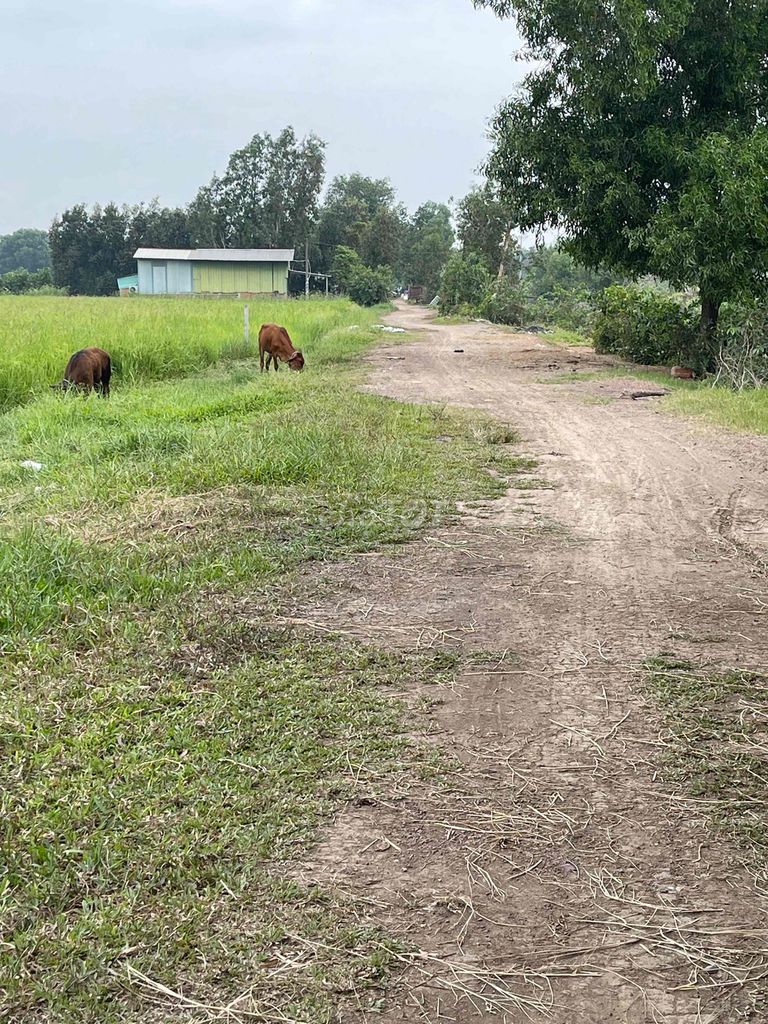 MẶT TIỀN NGUYỄN THỊ LY. HÓC MÔN. TPHCM