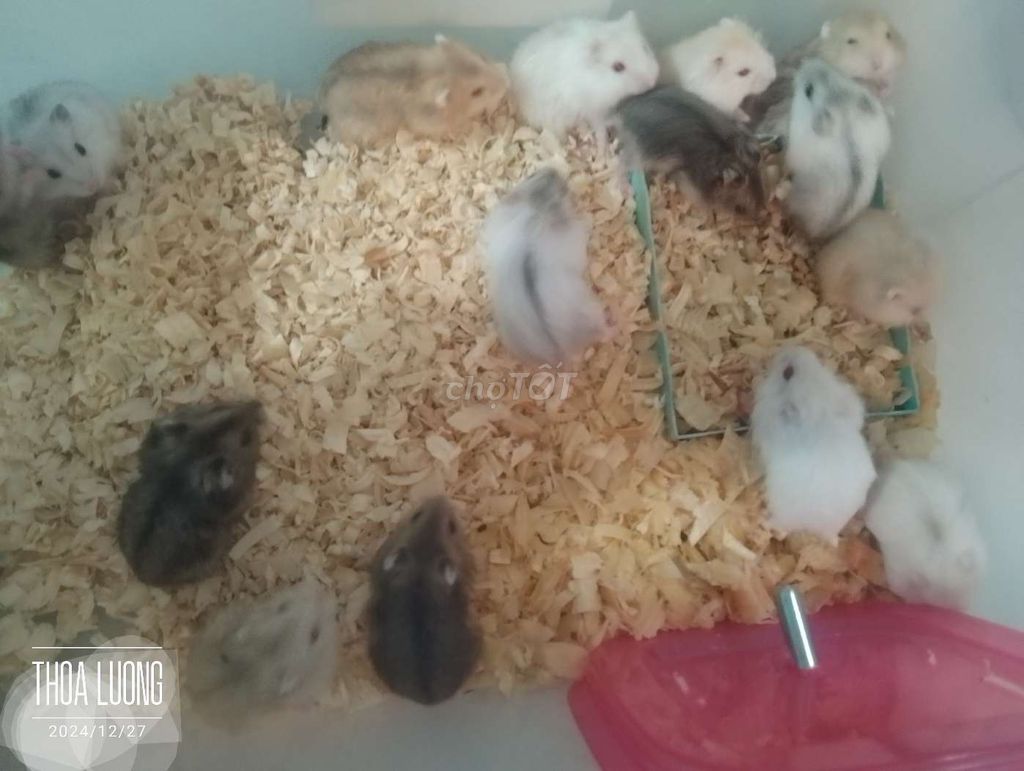 Chuột hamster ww baby