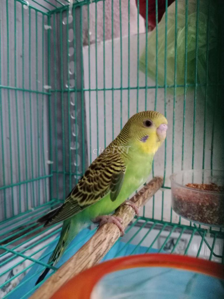 Chim yến phụng cần bán chim dang không cắn