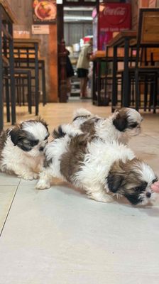 Chó Shih Tzu Trắng Nâu Chó con