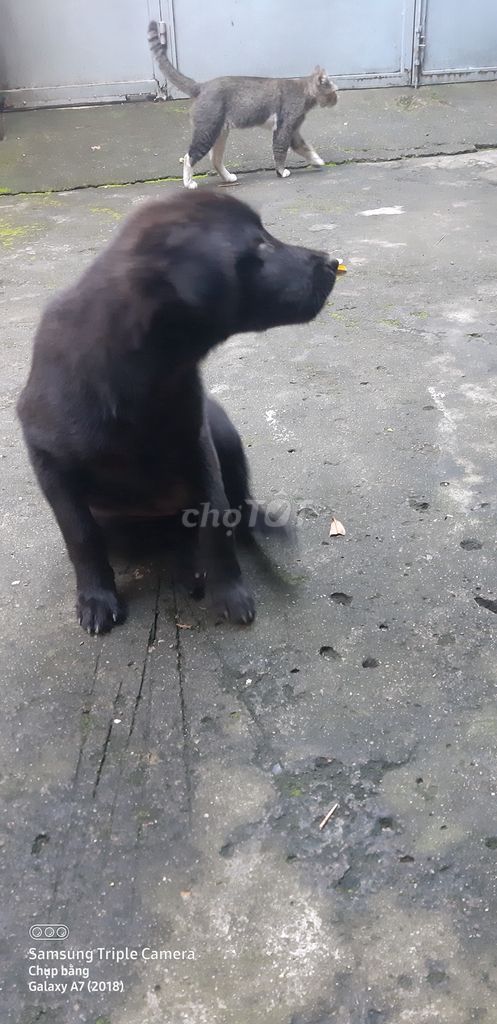 Bán chó đen phong thủy kèm nhà cho chó cưng. Mua bán Chó tại Quận 11 Tp Hồ Chí Minh được đăng bởi Lý hình 4