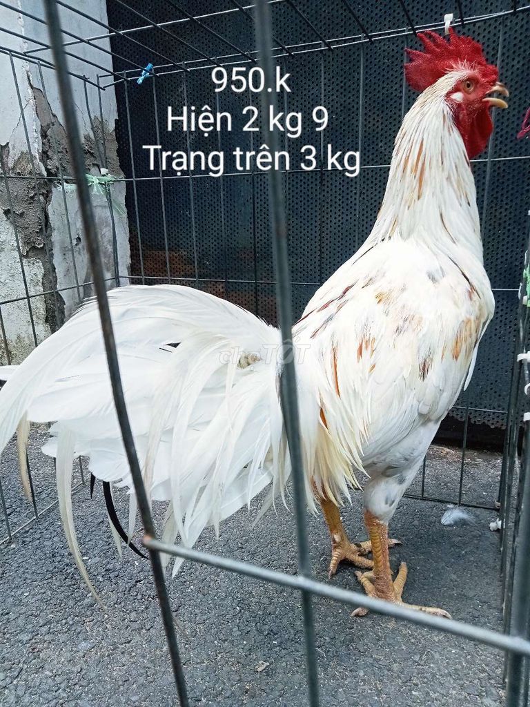 Gà lông tơ hiện 2 kg 9 trạng tren 3 kg