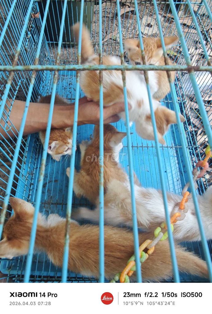 Mèo Trắng vàng. Mua bán Mèo tại Quận Bình Thuỷ Cần Thơ được đăng bởi Loc Nguyen hình 1