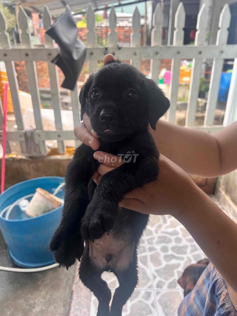 Chó Labrador con dưới 5 tháng