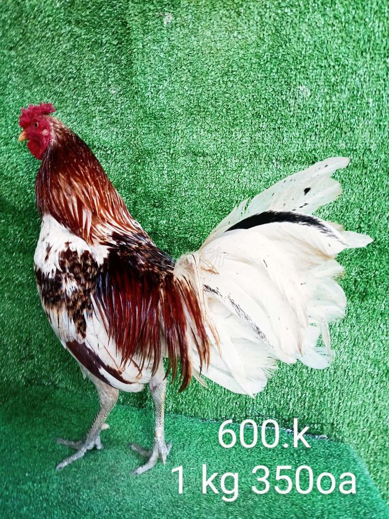 1 kg 350oa gà zin tay tốt