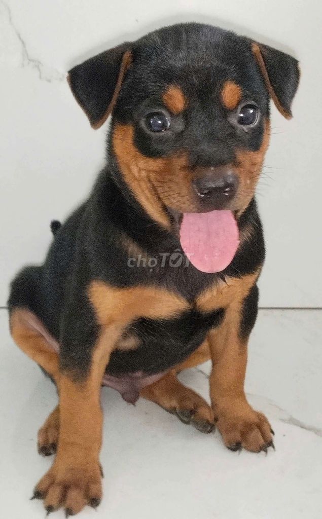bé trai Rottweiler f1 dòng to con khôn ngoan. Mua bán Chó tại Quận 6 Tp Hồ Chí Minh được đăng bởi Tiger  hình 1
