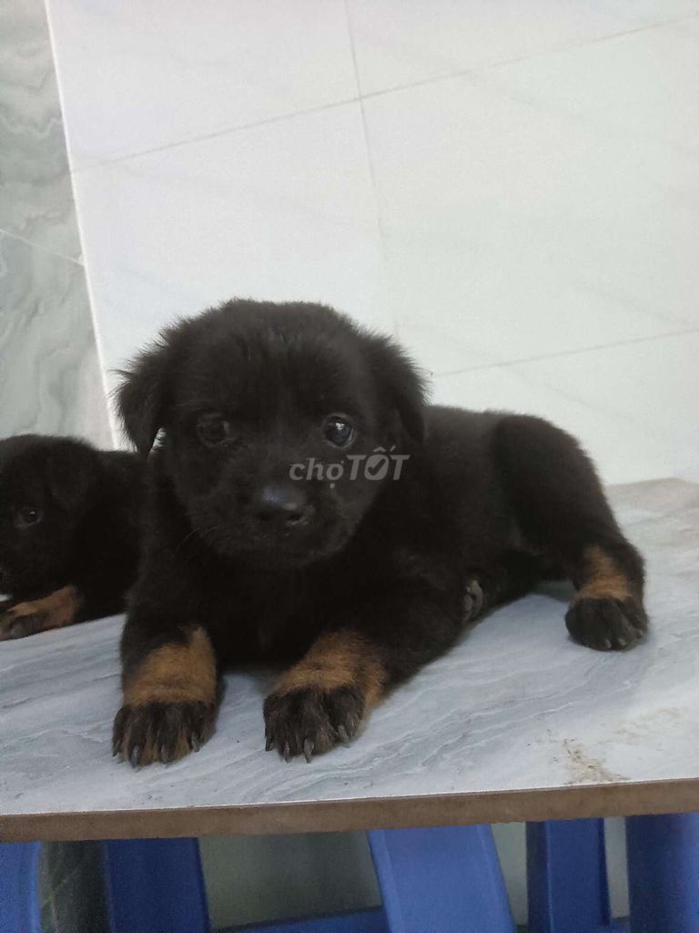 Chó Becgie F lưỡi đen rất khôn đã biết sủa . Mua bán Chó tại Quận 6 Tp Hồ Chí Minh được đăng bởi Tăng Chí Lương  hình 1