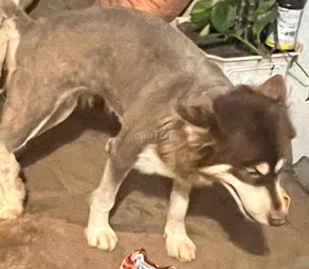 Chó Alaska cái nâu trắng. Mua bán Chó tại Thành phố Đà Lạt Lâm Đồng được đăng bởi Tchoumeni hình 1