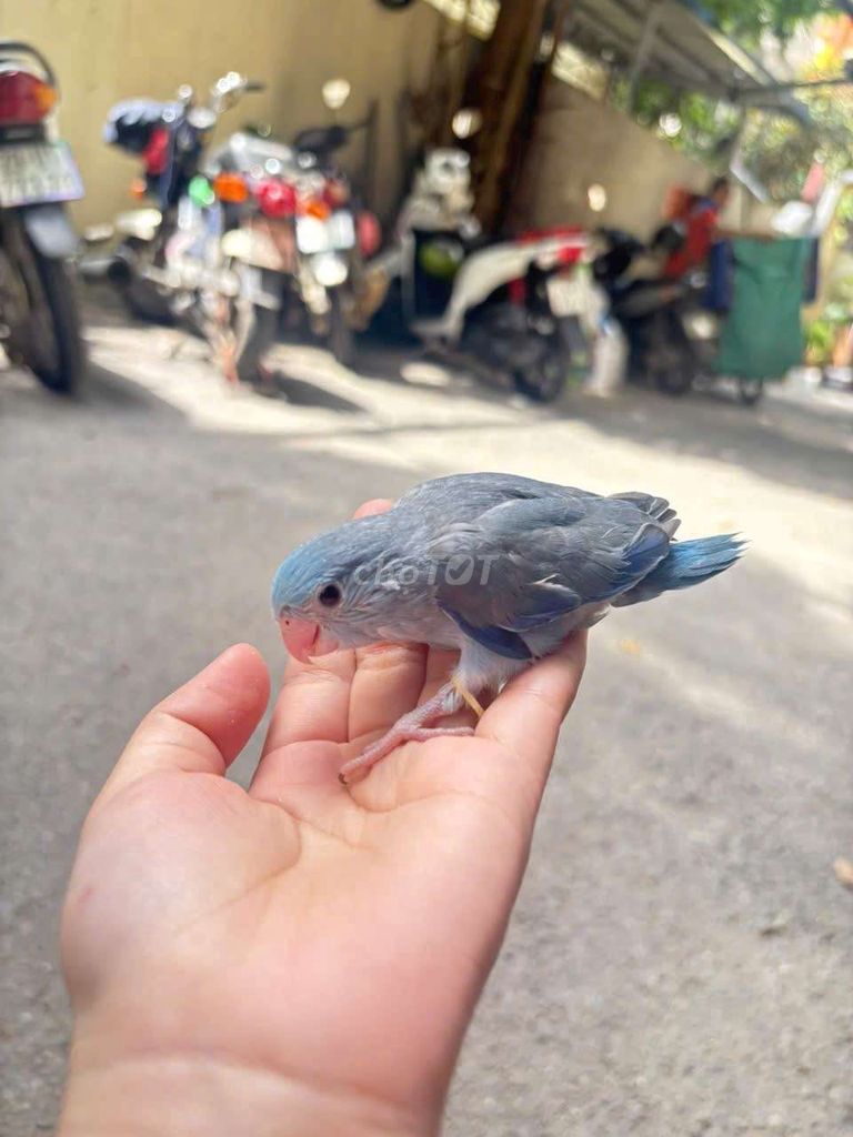 Chim parotlet xanh biển. Mua bán Chim tại Quận Cầu Giấy Hà Nội được đăng bởi Shop chim vẹt  hình 1