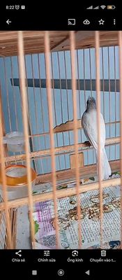 Chào Mào mái xám trắng, rồng xanh nam mỹ ăn rau. Mua bán Chim tại Huyện Bình Chánh Tp Hồ Chí Minh được đăng bởi Thành Ban