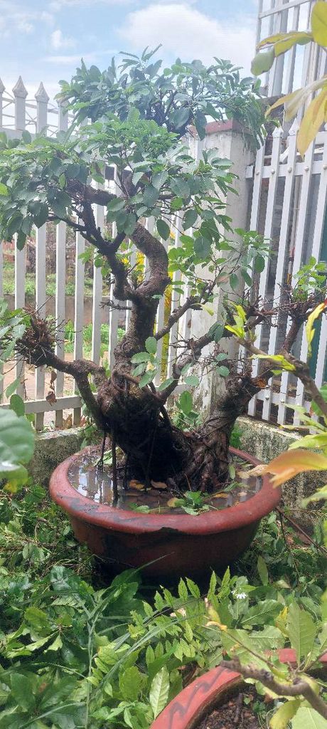 Cây Lộc Vừng 80cm. Mua bán Cây cảnh, đồ trang trí tại Thành phố Buôn Ma Thuột Đắk Lắk được đăng bởi Thu hiền hình 1
