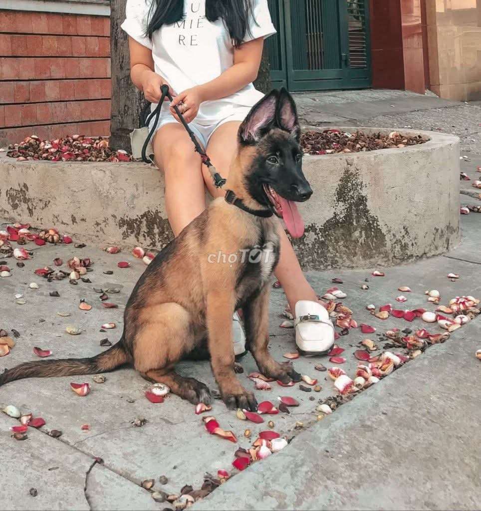 Rã bầy Chó Malinois (Becgie Bỉ) và Rottweiler. Mua bán Chó tại Quận Bình Tân Tp Hồ Chí Minh được đăng bởi TRẠI CHÓ PHÚ QUÝ hình 1