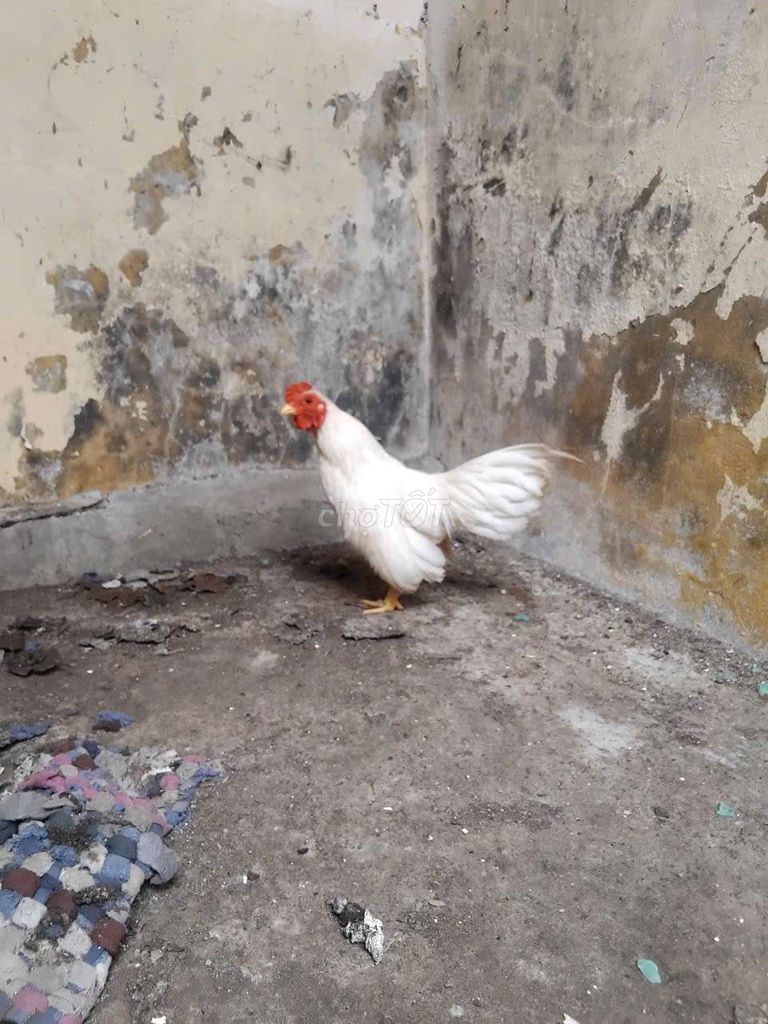 Gà gà tre bắt . Mua bán Gà tại Thành phố Sóc Trăng Sóc Trăng được đăng bởi Tuong Vy Vuơng hình 1
