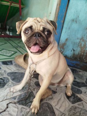 Chó Pug Vàng Cát