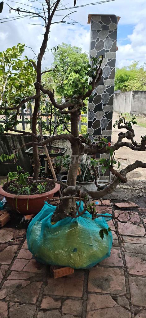 Cây cảnh Khế bonsai dáng đẹp. Mua bán Cây cảnh, đồ trang trí tại Thị xã Phú Mỹ Bà Rịa - Vũng Tàu được đăng bởi Ha van nam hình 1