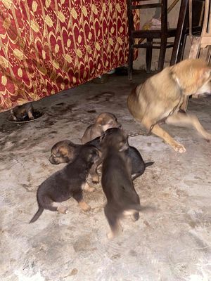 nhà không có nhu cầu nuôi pass hết cho ai cần ạ