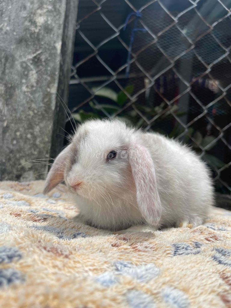 Thỏ tai cụp. Mua bán Thú cưng khác tại Quận Bình Thạnh Tp Hồ Chí Minh được đăng bởi deedee hình 1