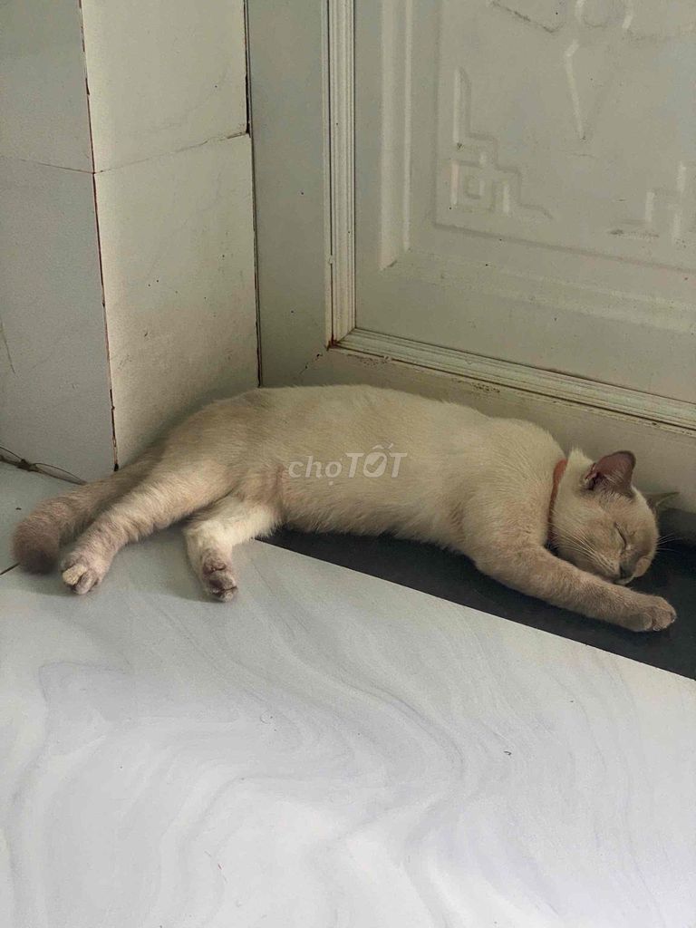 Mèo con giống Kem đã tiêm phòng. Mua bán Mèo tại Huyện Đức Hòa Long An được đăng bởi Cục Cưng hình 1