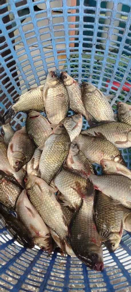 Cá diếc tươi sống thịt ngọt, chắc. Mua bán Đồ ăn, thực phẩm và các loại khác tại Quận Sơn Trà Đà Nẵng được đăng bởi Vựa hải sản Tươi sống hình 1