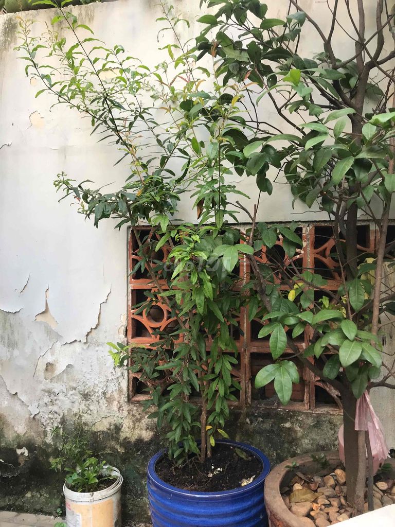 Cây cảnh Lựu Periu hoa đẹp, quả nhỏ. Mua bán Cây cảnh, đồ trang trí tại Quận 8 Tp Hồ Chí Minh được đăng bởi Tran hình 1