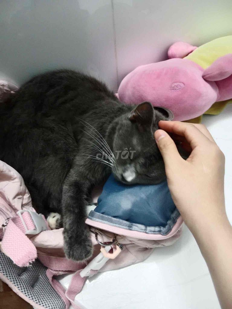 Mèo Anh lông ngắn Xám. Mua bán Mèo tại Quận Tân Phú Tp Hồ Chí Minh được đăng bởi Cao Ngọc Huyền hình 1