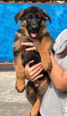 Chó Becgie Đức đực
