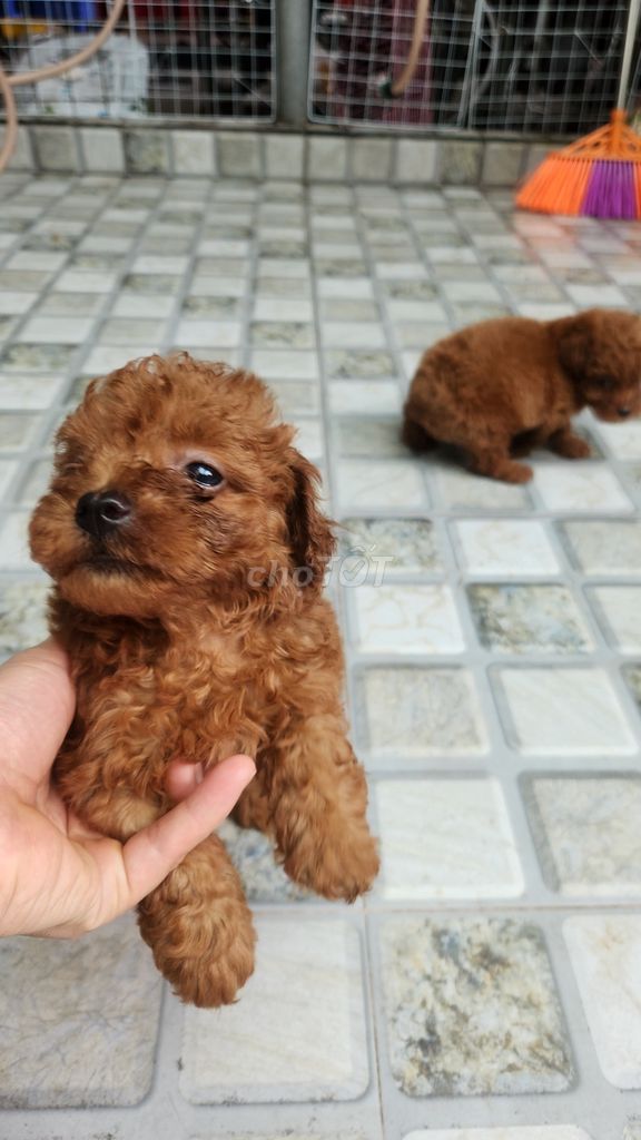 Muốn gả bạn  chó giống đưc