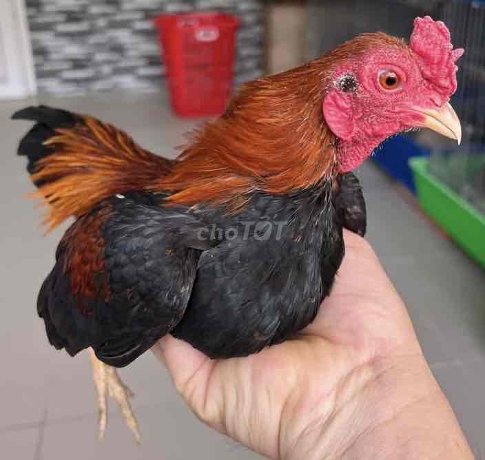 Gà Tre Bắc cộc trống dưới 5 Lạng. Mua bán Gà tại Quận Phú Nhuận Tp Hồ Chí Minh được đăng bởi Lê Anh Thắng hình 1